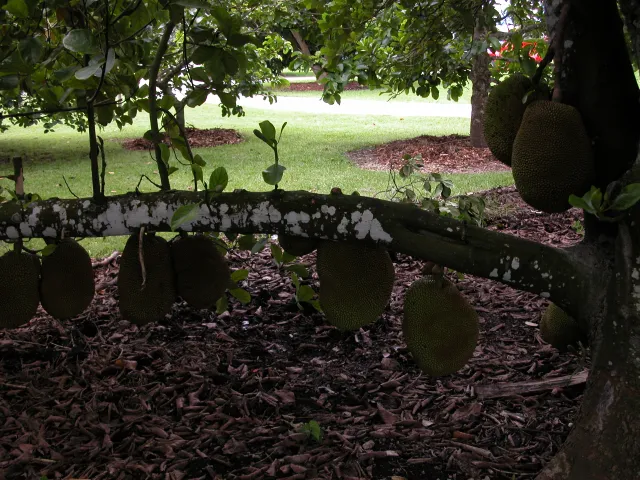 Fruit and Spice Park