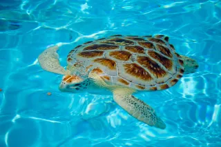 The Turtle Hospital in Marathon, FL attraction photo