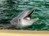 Clearwater Marine Aquarium preview 3