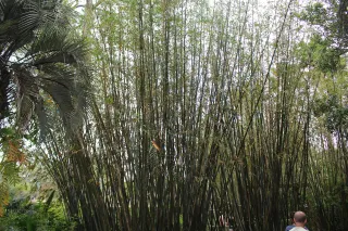 Jacksonville Zoo and Gardens in Jacksonville, FL attraction photo