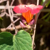 Naples Botanical Garden preview 2