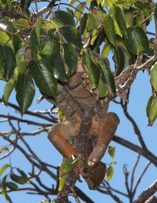 Key West Tropical Forest & Botanical Garden photo 1