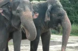 Central Florida Zoo and Botanical Gardens preview 4