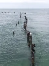 Higgs Beach preview 3