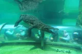 Zoo Miami preview 4