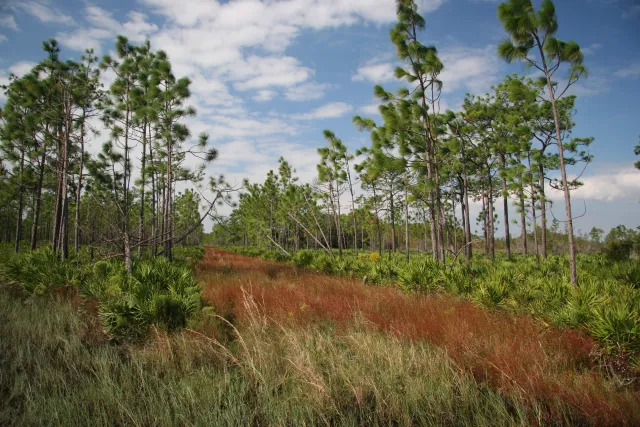 Citrus Wildlife Management Area