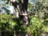 St. Marks National Wildlife Refuge preview 1