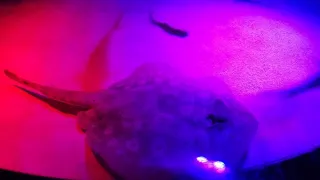 SEA LIFE Orlando Aquarium photo 1