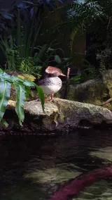 Florida Aquarium preview 4