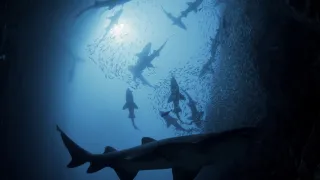 Shark Kingdom movie photo 1