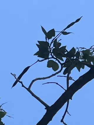 Harry P. Leu Gardens photo 1