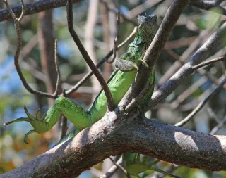 Key West Tropical Forest & Botanical Garden in Key West, FL park photo