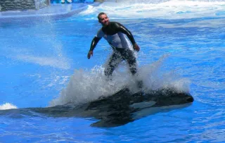 SeaWorld Orlando in Orlando, FL attraction photo