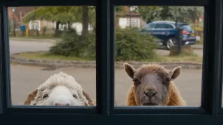 The Sheep Detectives movie photo 5