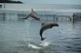 Dolphin Research Center preview 4