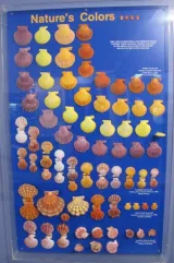 Bailey-Matthews National Shell Museum and Aquarium preview 3