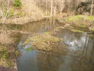 Anita Davis Preserve at Henrietta Lake Park in Tallahassee, FL park photo
