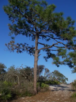 Allen David Broussard Catfish Creek Preserve State Park in Winter Haven, FL park photo