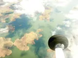 Jungle Island preview 1