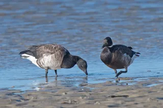 West Bunche Beach