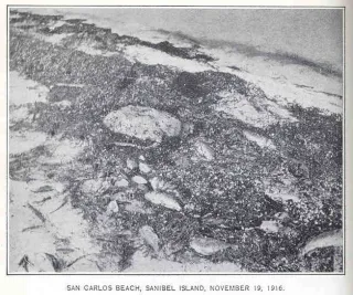 San Carlos Beach