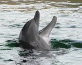 Clearwater Marine Aquarium preview 1