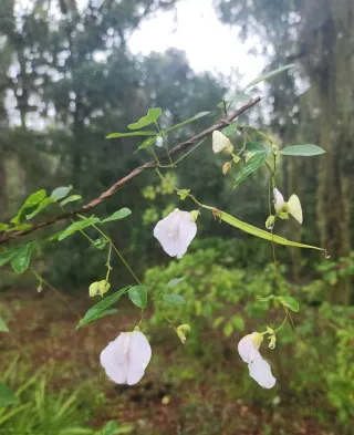 Green Swamp Wilderness Preserve in Winter Garden, FL park photo