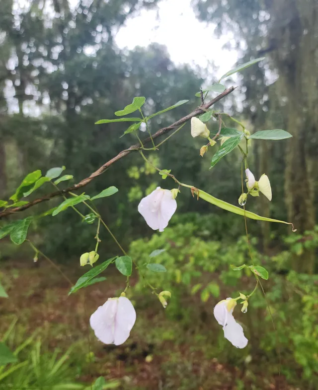 Green Swamp Wilderness Preserve
