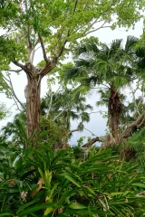 McKee Botanical Garden preview 3