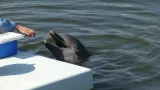Dolphin Research Center preview 1