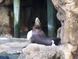 SeaWorld Orlando preview 1