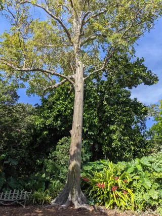 Fairchild Tropical Botanic Garden photo 1