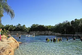 Discovery Cove in Orlando, FL attraction photo