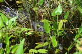 Corkscrew Swamp Sanctuary preview 2