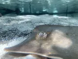 Florida Aquarium preview 3