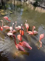 Gatorland preview 4