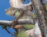 Key West Tropical Forest & Botanical Garden preview 4