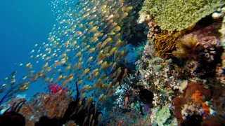 Under the Sea 3D movie photo 3
