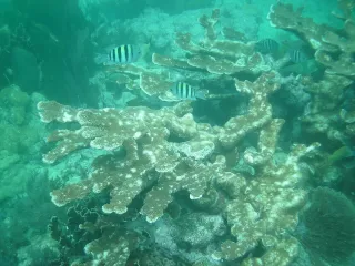 John Pennekamp Coral Reef State Park in Key Largo, FL park photo