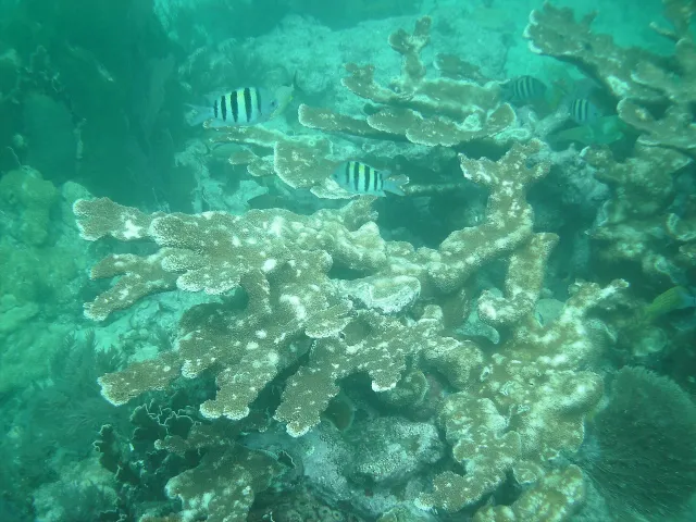 John Pennekamp Coral Reef State Park