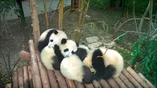 Pandas movie photo 3