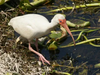 Francis S Taylor Wildlife Management Area in Miami Lakes, FL park photo