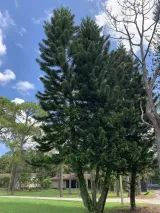 Morikami Museum and Japanese Gardens preview 1
