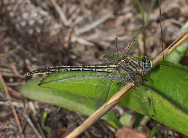 Blackwater Wildlife Management Area