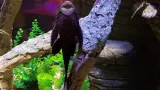 SEA LIFE Orlando Aquarium preview 4