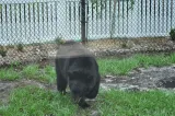 Naples Zoo at Caribbean Gardens preview 4