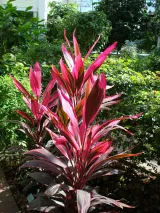 Key West Butterfly and Nature Conservatory preview 2