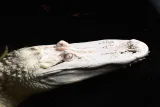 St. Augustine Alligator Farm Zoological Park preview 1