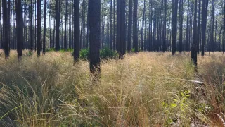 Morningside Nature Center in Gainesville, FL park photo