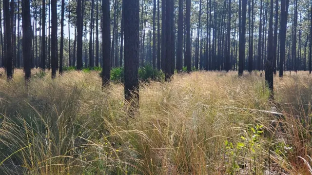 Morningside Nature Center